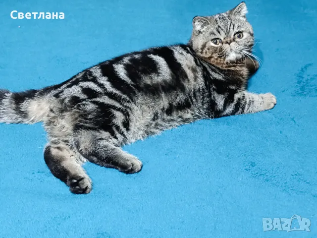 Екзотично късокосместо мъжко 🐈♥️, снимка 7 - Персийска - 46005492