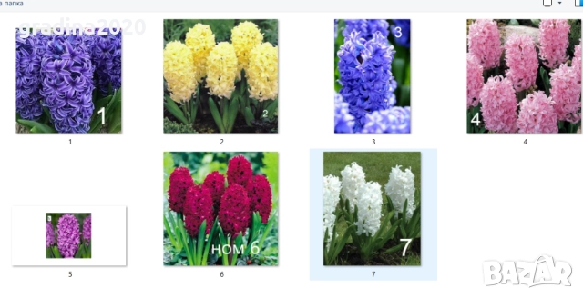   Луковици на Зюмбюл - 7 вида, снимка 7 - Разсади - 51456436