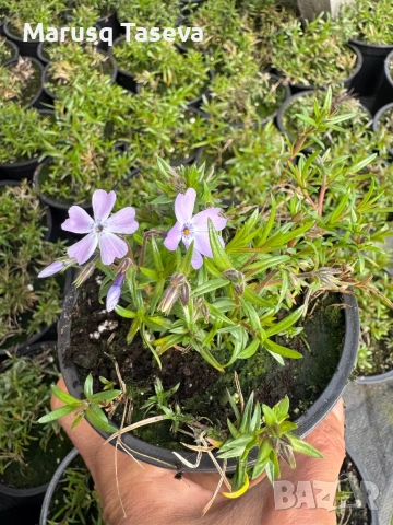 Флокс цикламен и светло син. , снимка 3 - Градински цветя и растения - 53818163