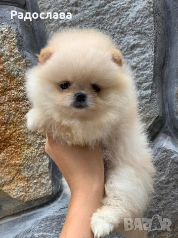 По, снимка 3 - Померан - 53606107