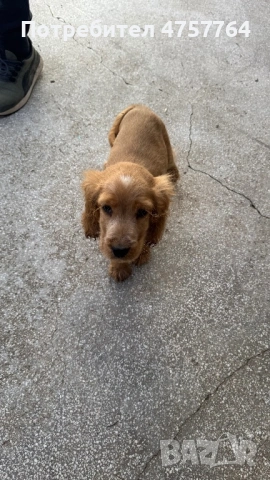 Кокер Шпанньол