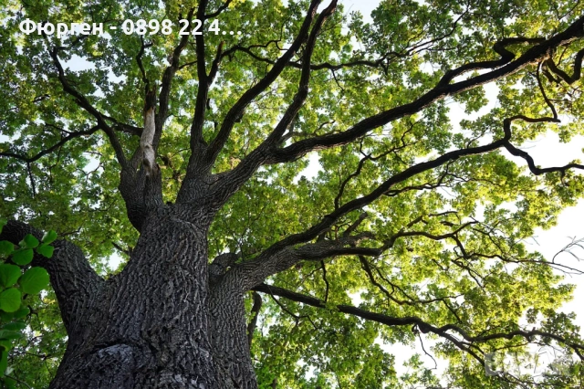 Дъб Пърнар – Вечнозелен СЕМЕНА (жълъди) Цена за 1 семе 40ст (0.20 €), снимка 5 - Разсади - 52897572