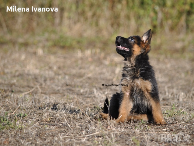 Отлично мъжко куче за разплод , снимка 7 - Немска овчарка - 51534737