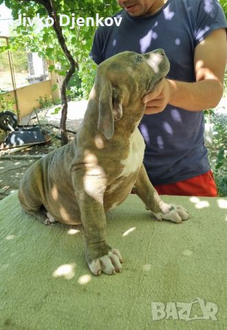 Американско були ХЛ/American bully XL , снимка 5 - Други - 46495338