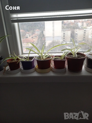 Хлорофитум, снимка 3 - Стайни растения - 53825521