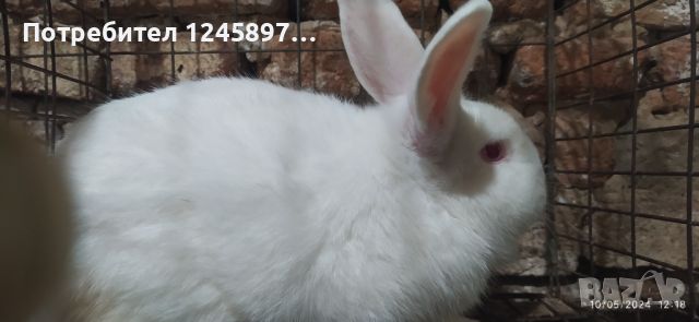 Зайци, зайчета и мъжки зайци , снимка 1 - Други - 45671956