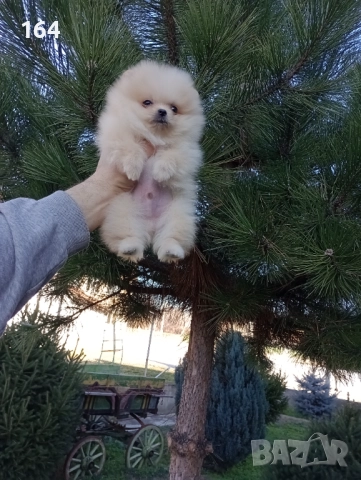 Померан. Мини момиченце. Реални снимки!, снимка 6 - Померан - 52932896