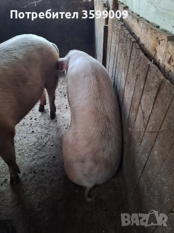 продавам прасе , снимка 2 - Прасета - 52677191