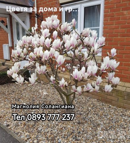 Magnolia Soulangeana (Магнолия Солангиана), снимка 1 - Разсади - 46565942