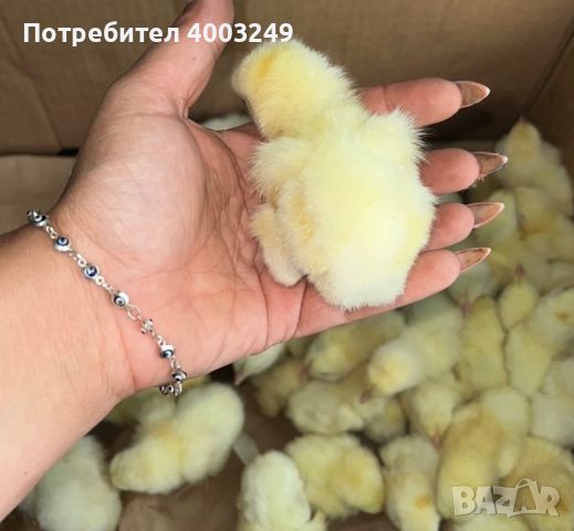 Продавам бройлери , снимка 1 - Кокошки и пуйки - 46736204