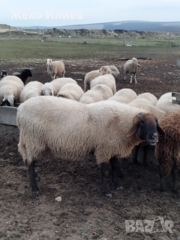 Продавам плевенски черноглав коч