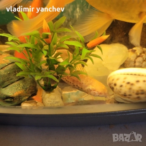 аквариум с 4 броя големи риби , снимка 8 - Рибки - 53253393