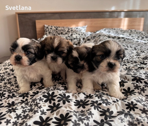 Кученца ши-тцу, кучета, куче, кученце