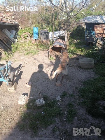 белгийска овчарка женско на 10 месеца кротка не хапе , снимка 11 - Белгийска овчарка - 54246120