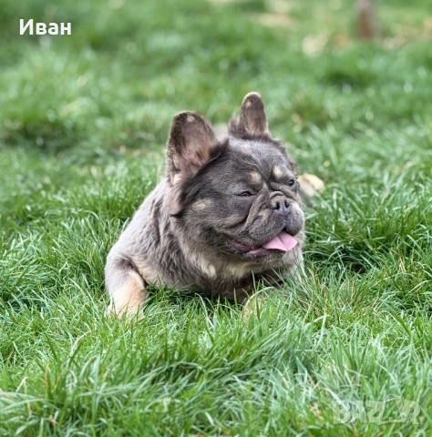 Френски Булдог, снимка 9 - Френски булдог - 53140354