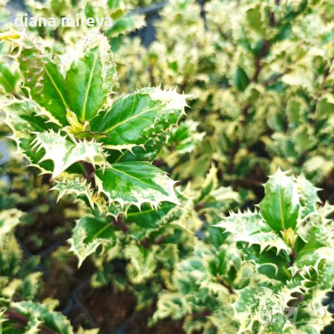 Илекс, Ilex aquifolium 'Ferox Argentea', студоустойчив, многогодишен, снимка 6 - Градински цветя и растения - 45570070
