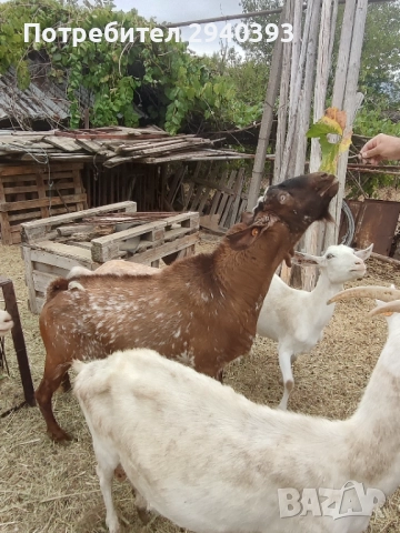 чист англонубиец, снимка 1