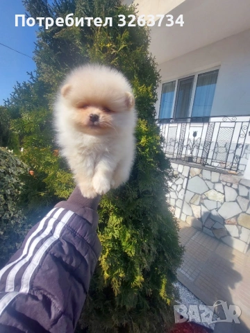 Игриви момиче и момче на 50 дни, снимка 5 - Померан - 53851540