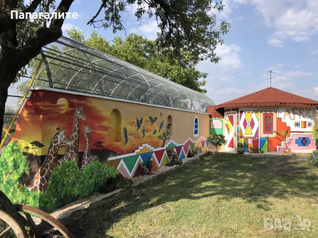 Папагали Жако- Конго, снимка 6 - Папагали - 52346276