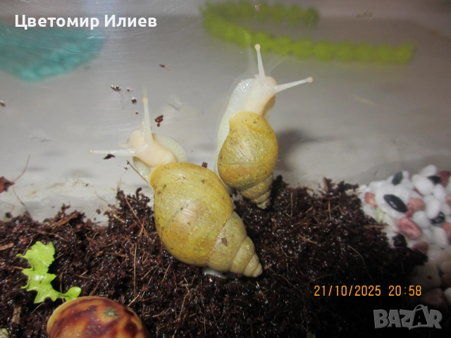 Гигантски африкански охлюви, снимка 7 - Други животни - 51624191