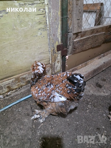 Продавам оплодени яйца от струмски стандарт, снимка 6 - други­ - 53832836