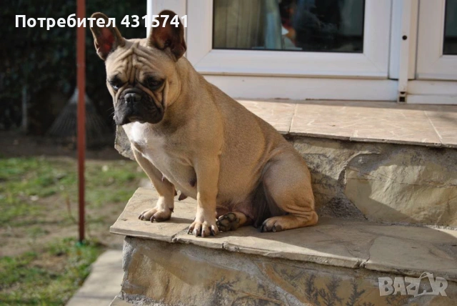 Френски булдог, снимка 7 - Френски булдог - 53222699