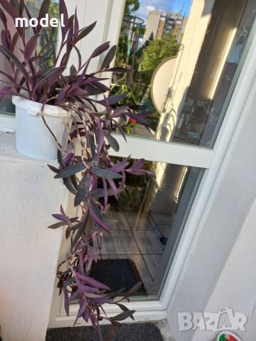 Цвете Традесканция Пурпурно сърце , снимка 6 - Градински цветя и растения - 41981203