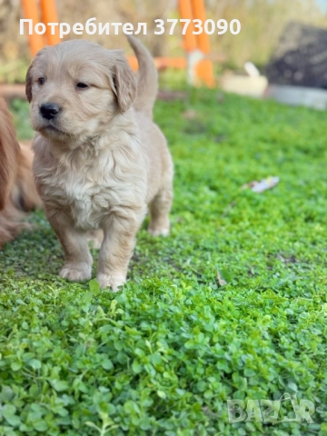 Голдън ретривър кученца , снимка 5 - Голдън ретривър - 52494293