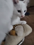 коте, бяло, сини очи, 5 мес., снимка 6