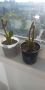 Различни кактуси, снимка 1 - Стайни растения - 45350691