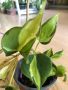 Philodendron Cream Splash , снимка 1