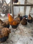 Златнокантриран Орпингтон свободни , снимка 3