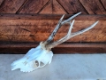 Трофей от сръндак.Рога., снимка 3
