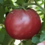 Семена за шоколадови домати, снимка 2