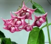 Хоя. Hoya Kaimuki Pink , снимка 1