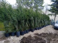 Градинарски услуги, озеленяване, подрязване на жив плет и почистване, снимка 4