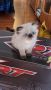 Прекрасни сребърна чинчила персийски и хималайски персийски котенца, снимка 2