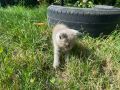 Британска късокосместа котка, снимка 12