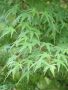 Японски клен Ацер  - Acer Palmatum Green, снимка 6