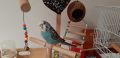 Социален мъжки вълнист папагал, изложбен., снимка 6