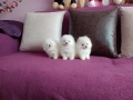 Чисто бели мини Померани. Реални снимки !, снимка 4