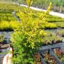 Юниперус комунис Gold Cone (Juniperus communis Gold Cone), снимка 10