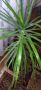 Палма , снимка 1 - Стайни растения - 46008115
