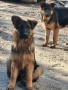 Продавам елитни немски овчарки, на 4 месеца, три ваксини, обезпаразитени., снимка 8