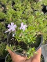Флокс цикламен и светло син. , снимка 3