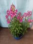 Антинирум, снимка 1 - Градински цветя и растения - 45401794