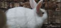 Мъжки разплодни зайци , снимка 1 - Други - 45671956
