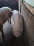 продавам прасе , снимка 2