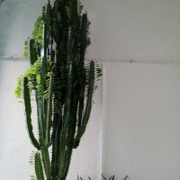 Продавам над 30 годишни кактуси, снимка 4 - Стайни растения - 17950413