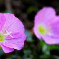 розова йонотера, снимка 1 - Градински цветя и растения - 45141067